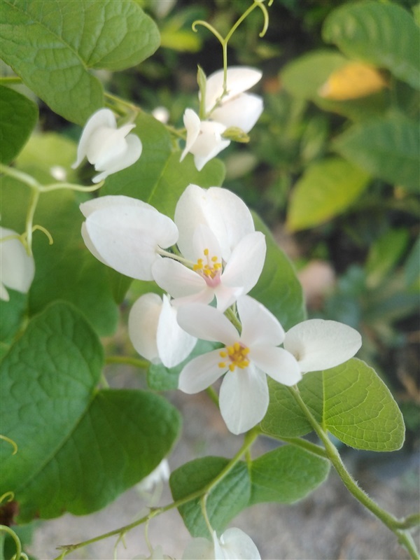 พวงขาว พวงชมพูสีขาว | เมล็ดพันธุ์ดี เกษตรวิถีไทย - เมืองระยอง ระยอง