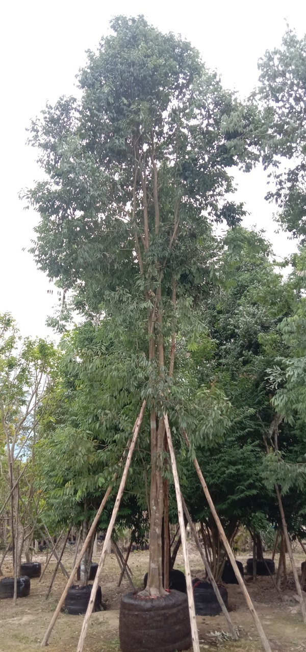 บุนนาค | บุษกร พันธุ์ไม้ -  สระบุรี