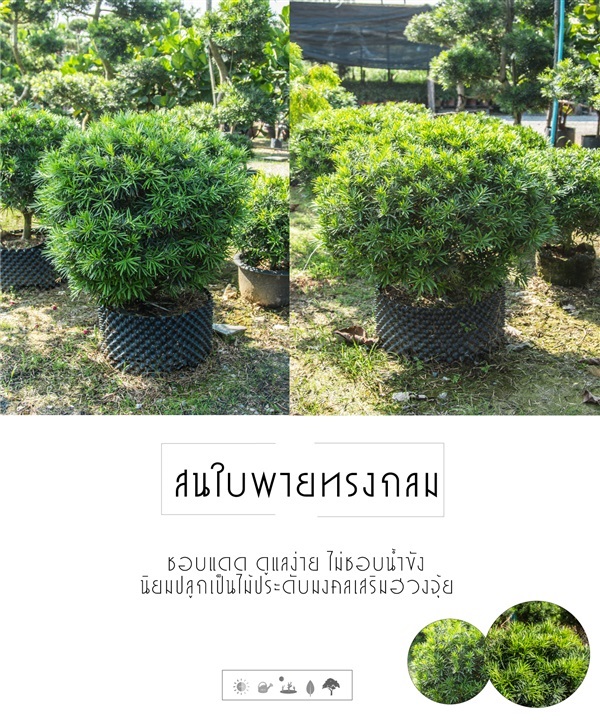 สนใบพายพุ่มทรงกลม | บริษัท กิมการ์เด้นโฮลดิ้ง จำกัด (สำนักงานใหญ่) - บางใหญ่ นนทบุรี