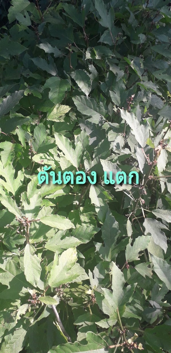 ต้นตองแตก | โชค พันธุ์ไม้ - เมืองปราจีนบุรี ปราจีนบุรี