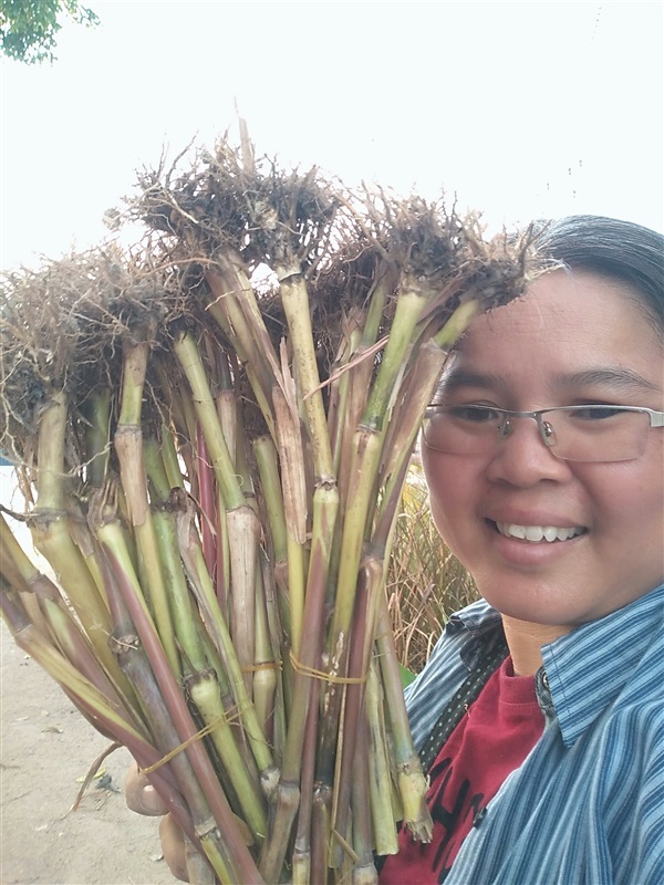 หญ้าหางกระรอก | เมล็ดพันธุ์ดี เกษตรวิถีไทย - เมืองระยอง ระยอง