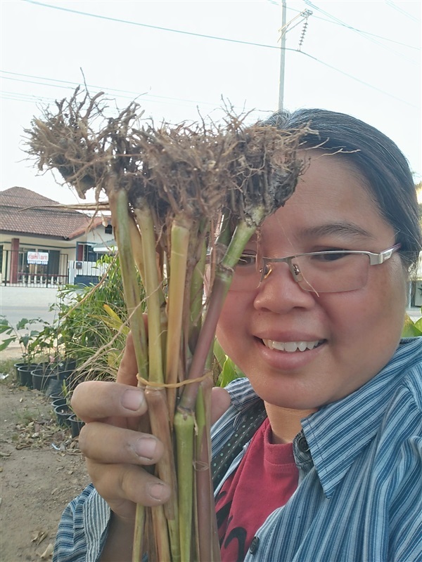หญ้าหางกระรอก | เมล็ดพันธุ์ดี เกษตรวิถีไทย - เมืองระยอง ระยอง