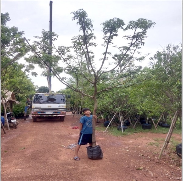 ต้นคูนชมพู