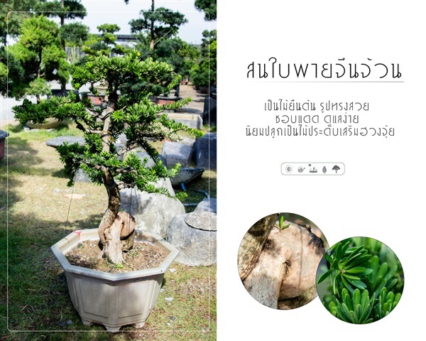 สนใบพายจีนจ้วน | บริษัท กิมการ์เด้นโฮลดิ้ง จำกัด (สำนักงานใหญ่) - บางใหญ่ นนทบุรี