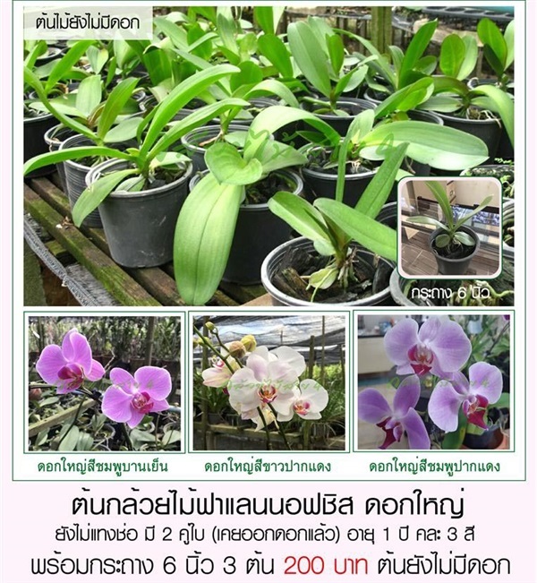 กล้วยไม้ฟาแลนนอปซิสดอกใหญ่ อายุ 1 ปี คละ 3 สี กระถาง 6 นิ้ว