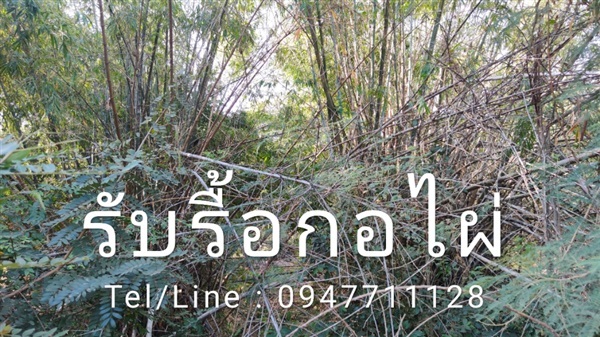 รับเหมารื้อกอไผ่ พร้อมเคลียร์พื้นที่ | ฟามสุข - คลองหลวง ปทุมธานี