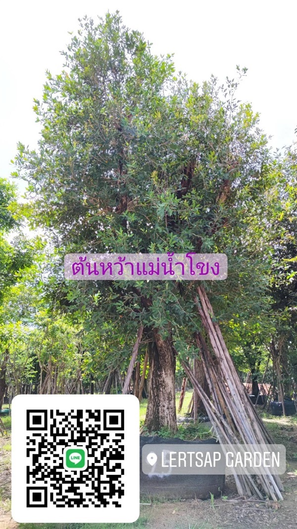 ต้นหว้าแม่น้ำโขง