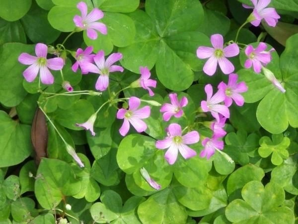 หัวผักแว่นดอย - Oxalis corymbosa | สกายสแครปเปอร์ - เมืองสมุทรปราการ สมุทรปราการ