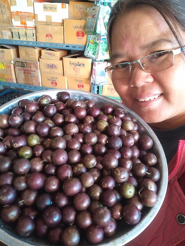 ขายตะขบควาย | เมล็ดพันธุ์ดี เกษตรวิถีไทย - เมืองระยอง ระยอง