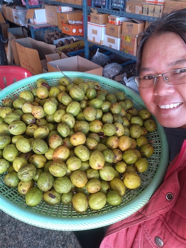 ขายสมอไท | เมล็ดพันธุ์ดี เกษตรวิถีไทย - เมืองระยอง ระยอง