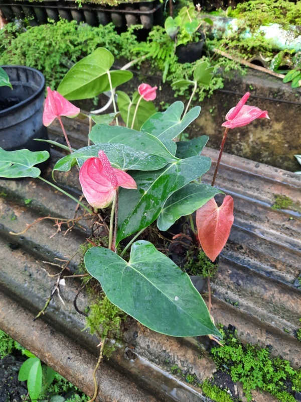 ต้นหน้าวัวดอกสีชมพู | Mini Garden - บางใหญ่ นนทบุรี
