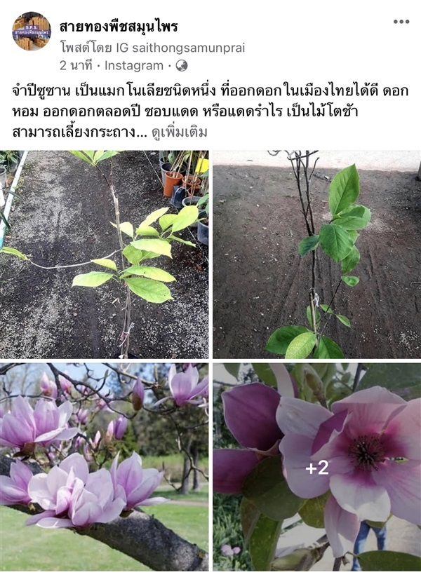 จำปีซูซาน เป็นแมกโนเลียชนิดหนึ่ง 