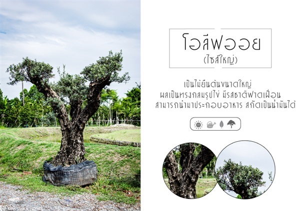 โอลีฟออยไซส์ใหญ่ | บริษัท กิมการ์เด้นโฮลดิ้ง จำกัด (สำนักงานใหญ่) - บางใหญ่ นนทบุรี