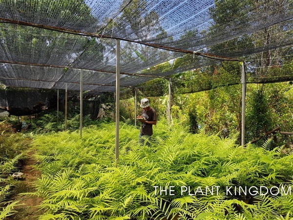 กูดช้าง | The Plant Kingdom - เมืองภูเก็ต ภูเก็ต