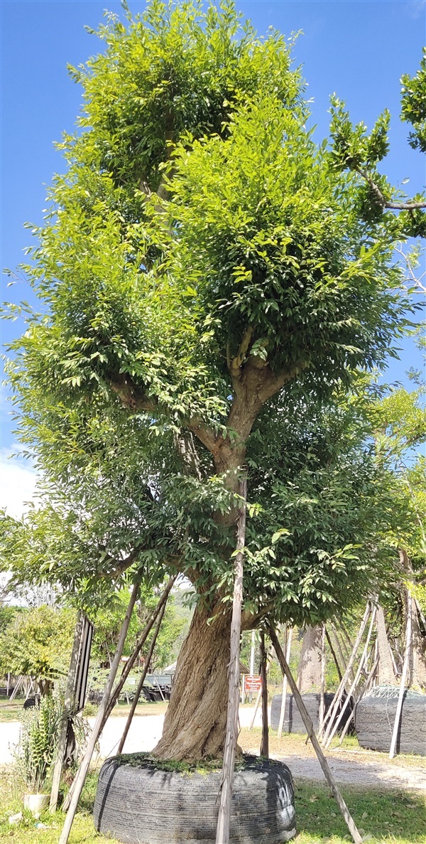 ต้นชุมแสงขนาด36นิ้ว | สวนสมใจนึก - แก่งคอย สระบุรี