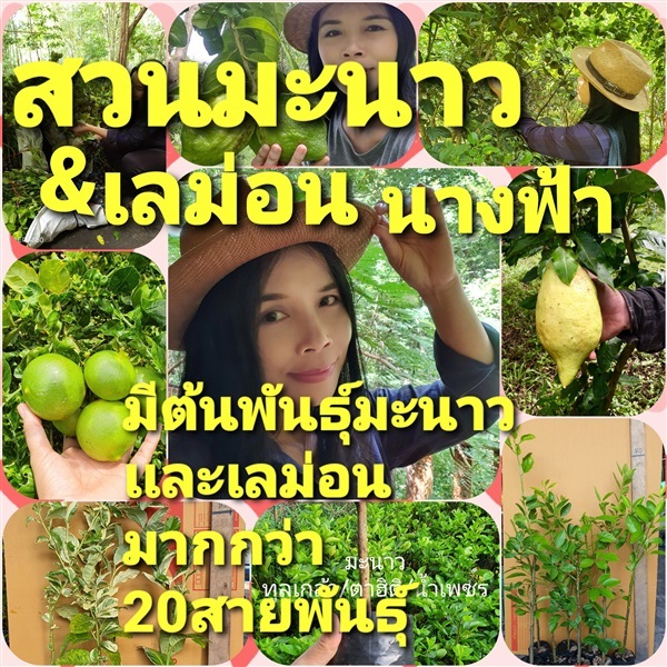 ขาย ต้นพันธุ์ มะนาวเเละเลม่อน หลายสายพันธุ์  | สวนมะนาว&เลม่อนนางฟ้า - คลองหลวง ปทุมธานี