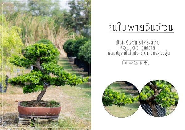 สนใบพายจีนจ้วน | บริษัท กิมการ์เด้นโฮลดิ้ง จำกัด (สำนักงานใหญ่) - บางใหญ่ นนทบุรี