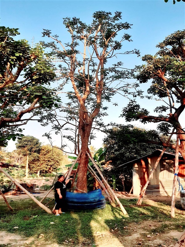 ปีบขาว(กาสะลอง) | Nopparat Garden - ตะพานหิน พิจิตร