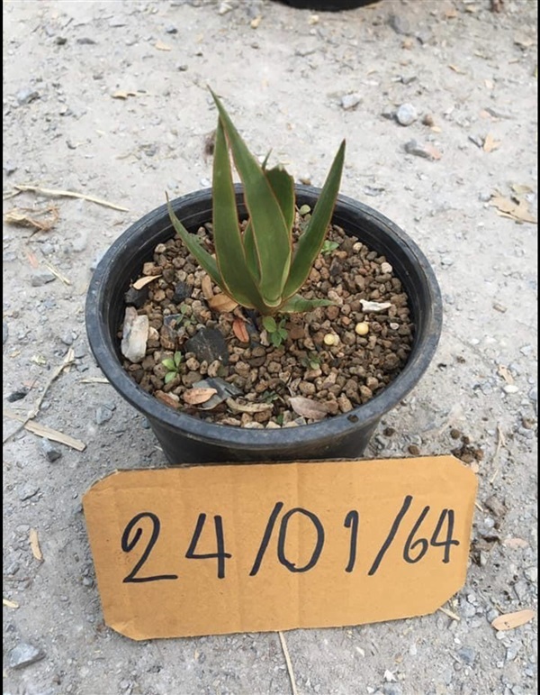 Dracaena draco จันผาเลือดมังกร ต้นละ1000บาท