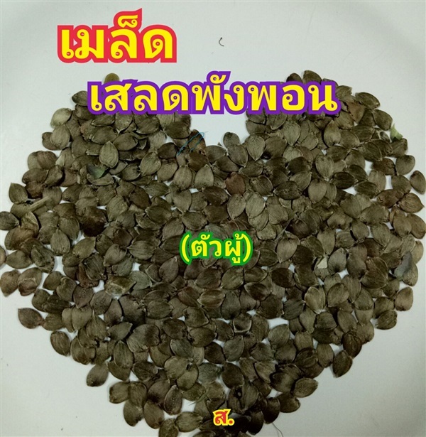 เสลดพังพอนตัวผู้