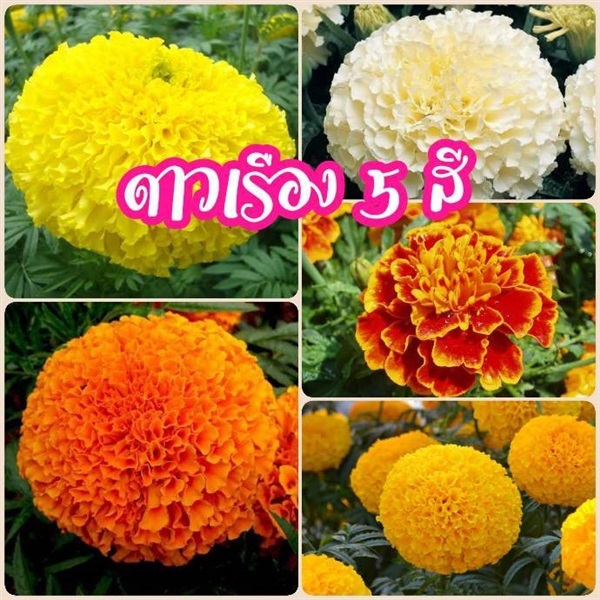 #เมล็ดดาวเรืองเหลือง/#ดาวเรืองส้ม/#ดาวเรืองทอง  | Drenglish Garden มหาสารคาม - กันทรวิชัย มหาสารคาม