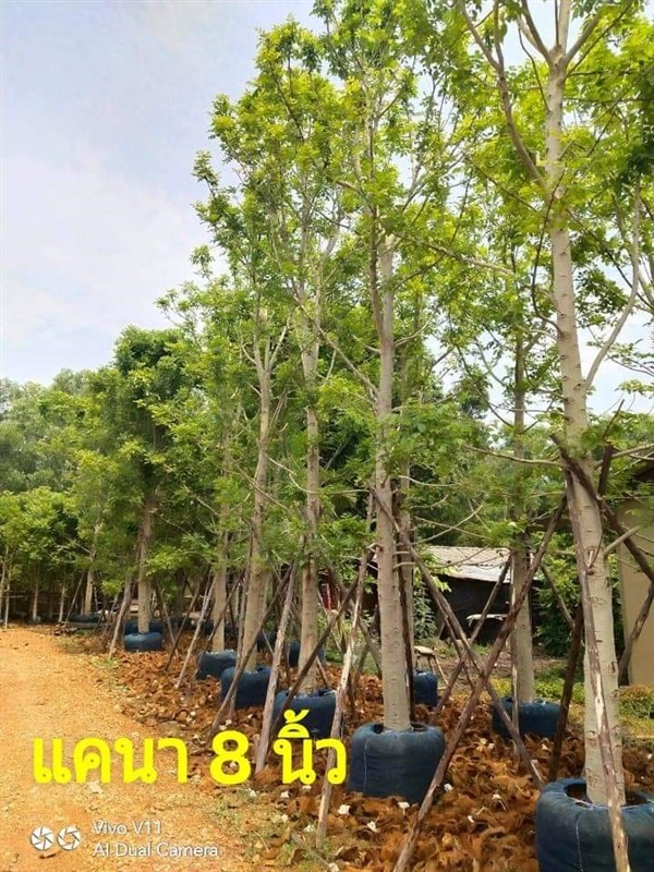 ต้นแคนา หน้า8 นิ้ว | สวนรุ่งเรือง  ไม้ล้อม -  ปทุมธานี