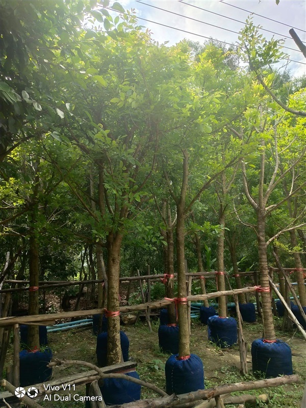 ต้นแคนา 5" | สวนรุ่งเรือง  ไม้ล้อม -  ปทุมธานี