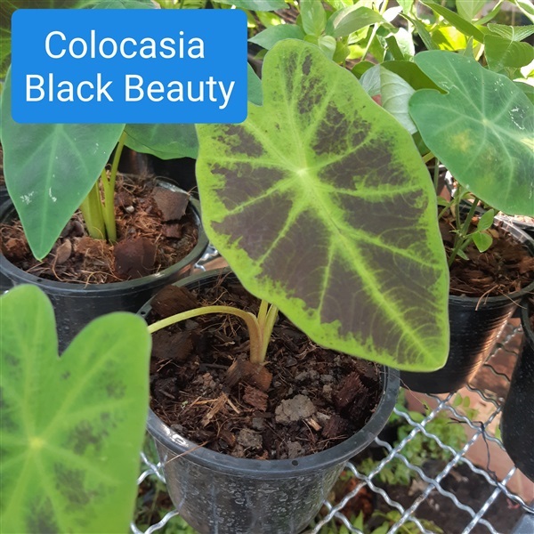 Colocasia Black Beauty | บ้านหญ้าหวาน โตนานการ์เด้น นนทบุรี - ปากเกร็ด นนทบุรี