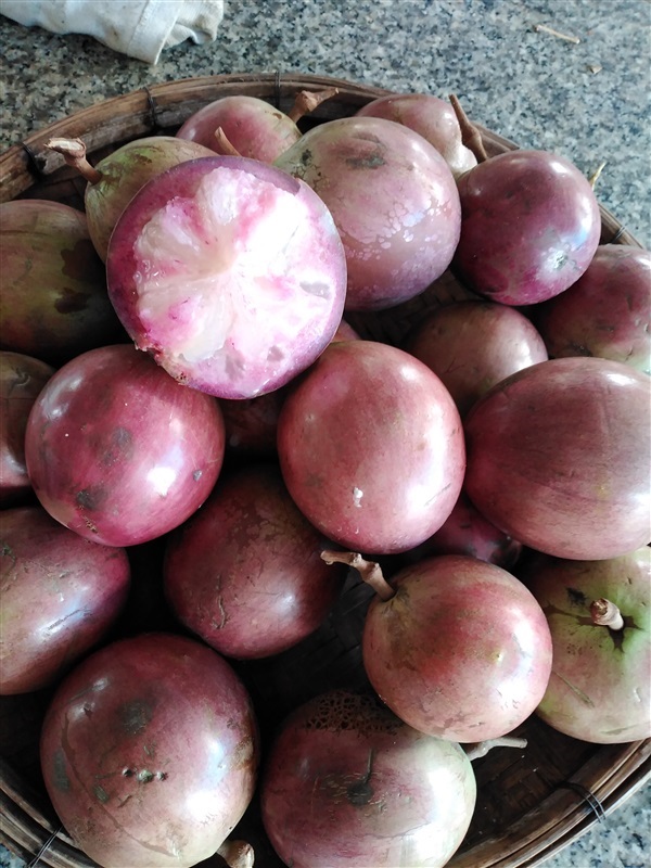 แอปเปิ้ลสตาร์ | เมล็ดพันธุ์ดี เกษตรวิถีไทย - เมืองระยอง ระยอง