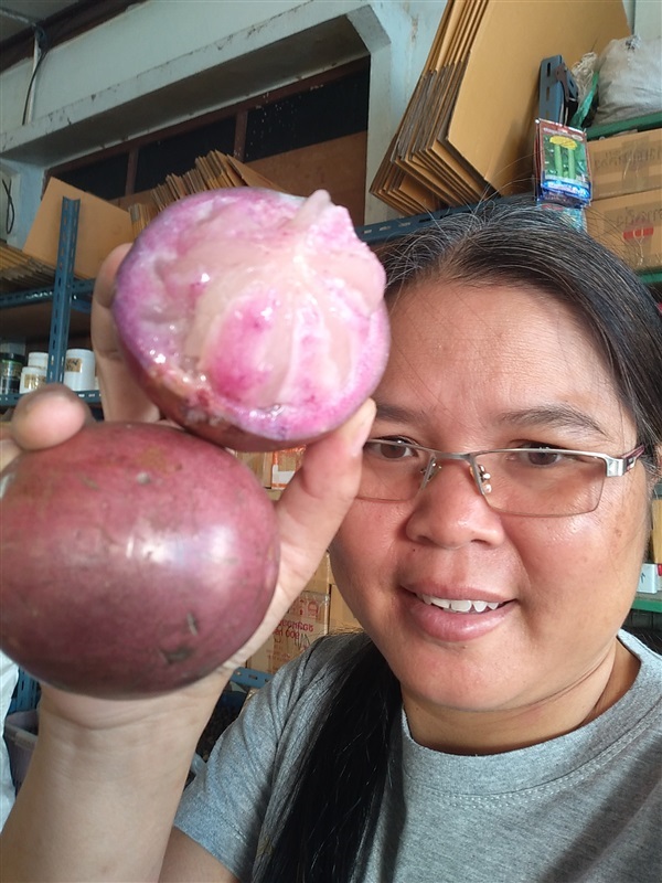 แอปเปิ้ลสตาร์ | เมล็ดพันธุ์ดี เกษตรวิถีไทย - เมืองระยอง ระยอง