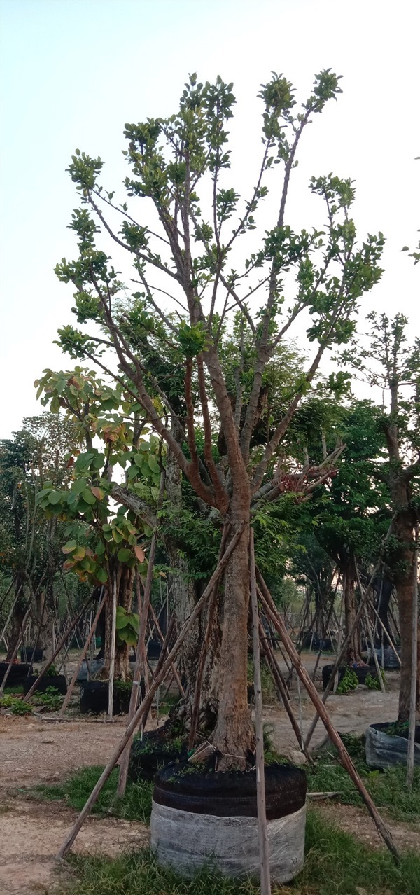 มั่งมี | บุษกร พันธุ์ไม้ -  สระบุรี