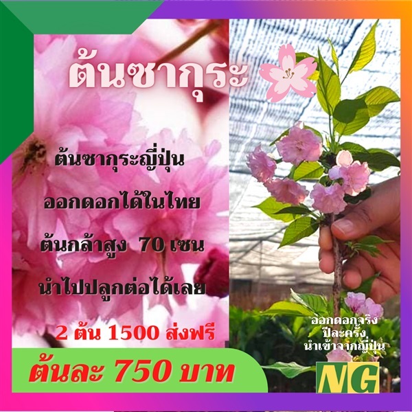 ต้นซากุระญี่ปุ่น | Nature Gold - พาน เชียงราย