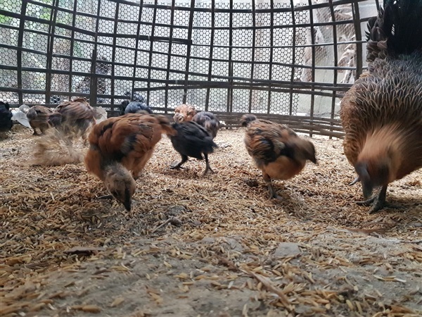 ลูกไก่ดำมองโกเลีย  | สวนฉลาด เกษตรวิถีไทย - เวียงชัย เชียงราย