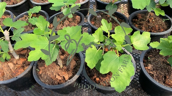 มะเดื่อฝรั่ง Fig Figs | สวนพูนพล - Phoonphon Farm - เมืองลำพูน ลำพูน