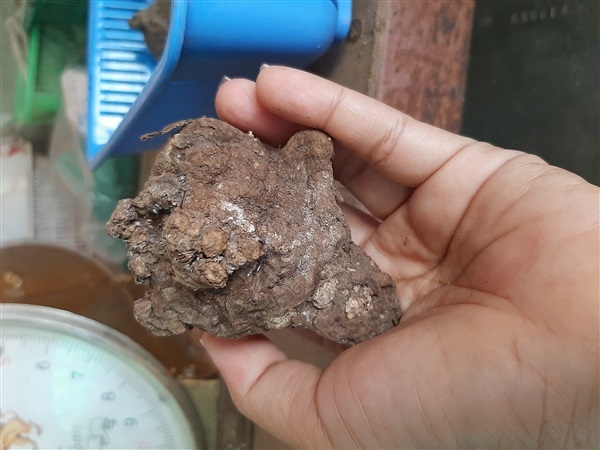 บัวผา,บัวหิน หัวนี้180บาทรวมส่งจร้า #Stephania nova หรือชื่อ | สวนศรีชาวนา - เมืองปราจีนบุรี ปราจีนบุรี