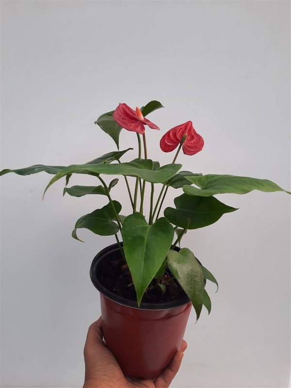 หน้าวัวกระถาง  ดอกสีแดง  | pottedplant - เมืองนนทบุรี นนทบุรี