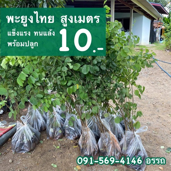 พะยูงไทย | มนตรี สวนป่าไม้เศรษฐกิจ - โพธาราม ราชบุรี