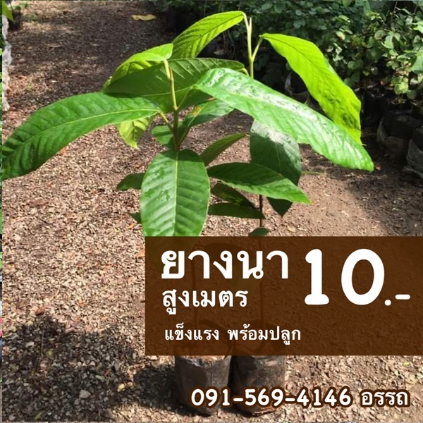 ยางนา | มนตรี สวนป่าไม้เศรษฐกิจ - โพธาราม ราชบุรี