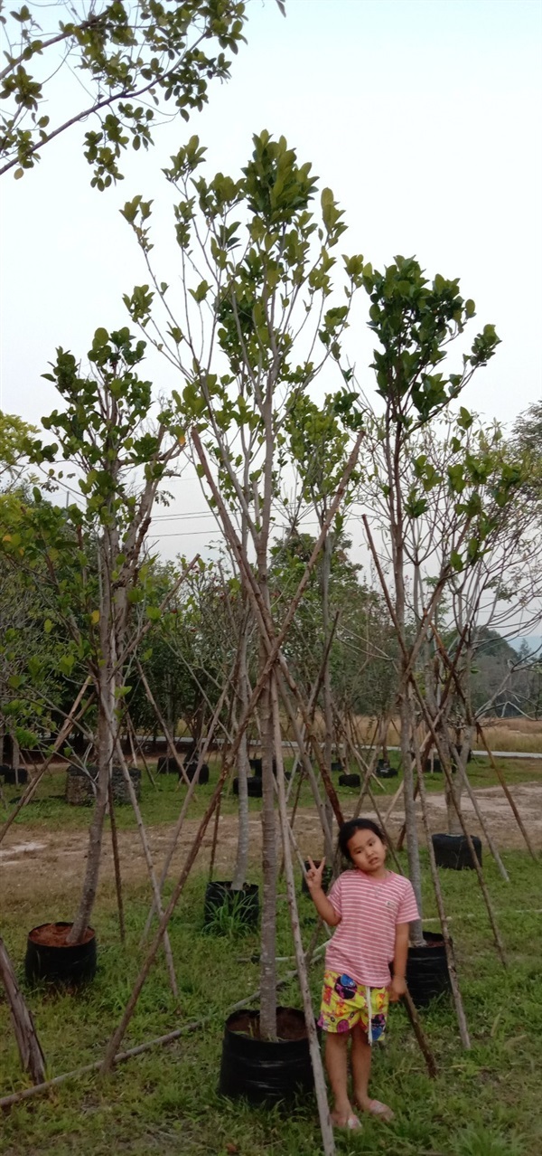 ต้นขนุน | บุษกร พันธุ์ไม้ -  
