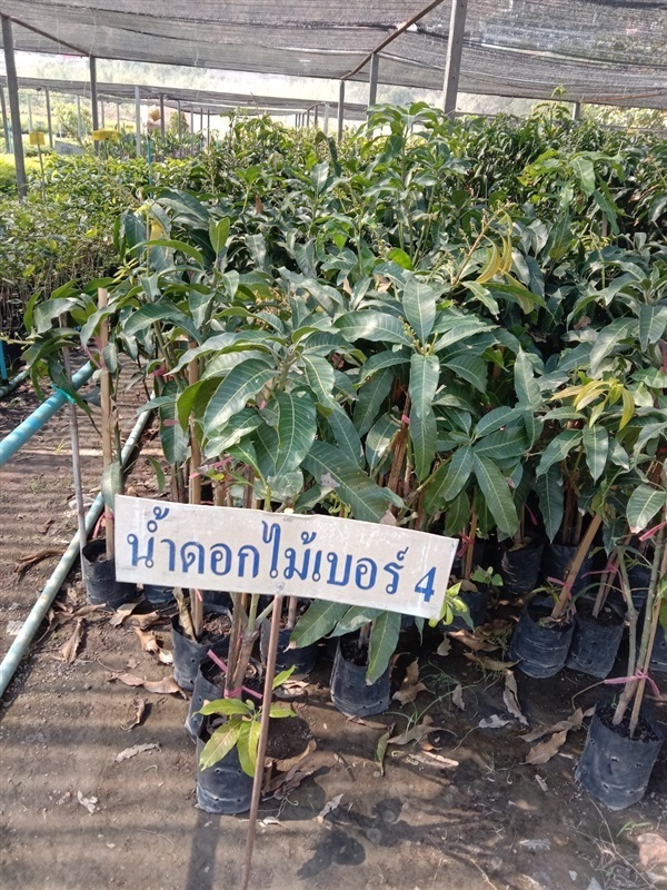 มะม่วงน้ำดอกไม้ เบอร์ 4 | บุญชูไม้มงคล -  ปทุมธานี