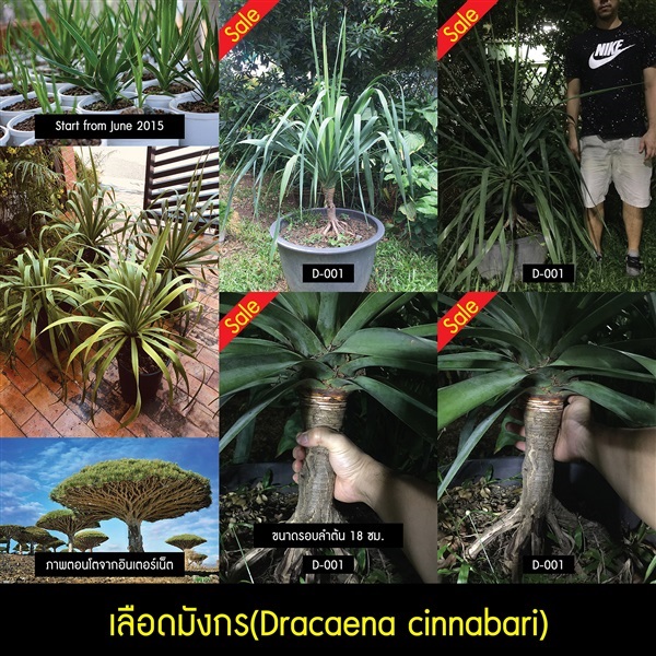 ต้นเลือดมังกร(Dracaena cinnabari) | เลือดมังกร - ดอนเมือง กรุงเทพมหานคร
