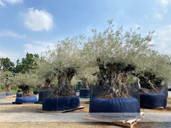ต้นมะกอก olive ปลูกจัดสวน | Olivegarden Thailand -  กรุงเทพมหานคร