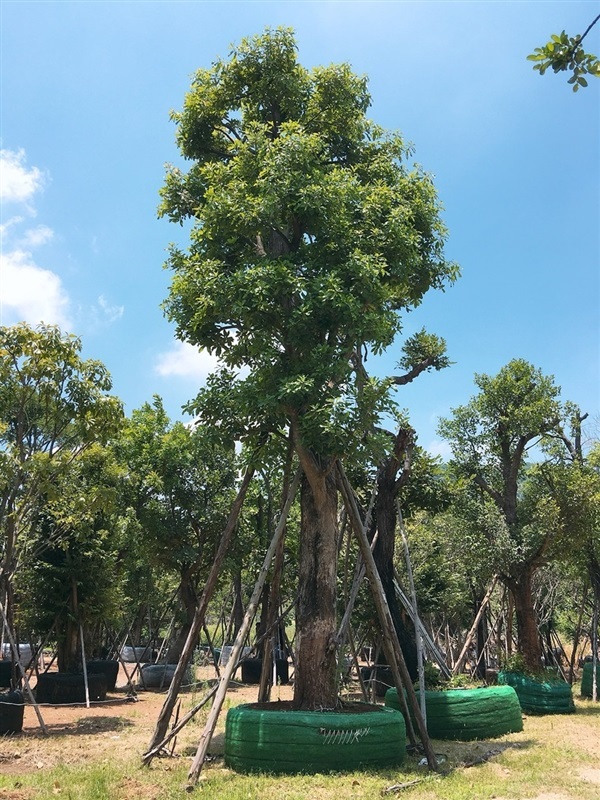 ต้นจิกน้ำ | สวนพันเงิน พันทอง -  สระบุรี