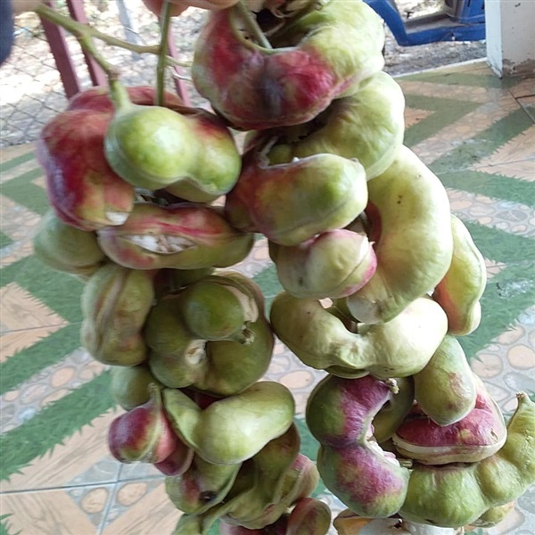 เมล็ดมะขามเทศพันธุ์ขาวใหญ่ เพชรโนนไทย