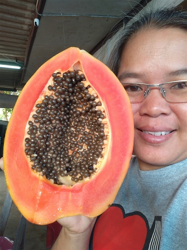 ขายเมล็ดมะละกอแตงโม(ชื่อตั้งเอง)เรดเลเดอร์ | เมล็ดพันธุ์ดี เกษตรวิถีไทย - เมืองระยอง ระยอง