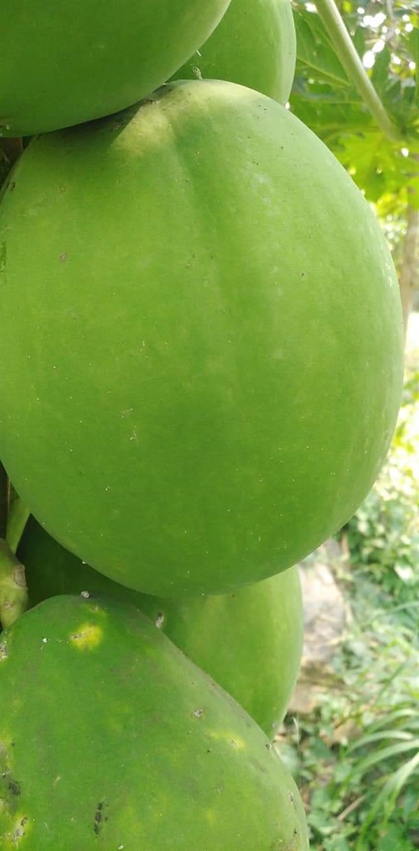 ขายเมล็ดมะละกอแตงโม(ชื่อตั้งเอง)เรดเลเดอร์ | เมล็ดพันธุ์ดี เกษตรวิถีไทย - เมืองระยอง ระยอง