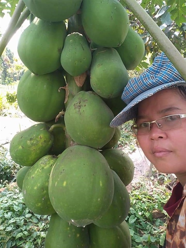 มะละกอแตงโม(ชื่อตั้งเอง)เรดเลเดอร์ | เมล็ดพันธุ์ดี เกษตรวิถีไทย - เมืองระยอง ระยอง