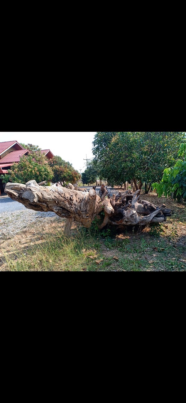 รากไม้มะค่า | กิตติศักดิ์ ฟาร์ม - ทุ่งเสลี่ยม สุโขทัย