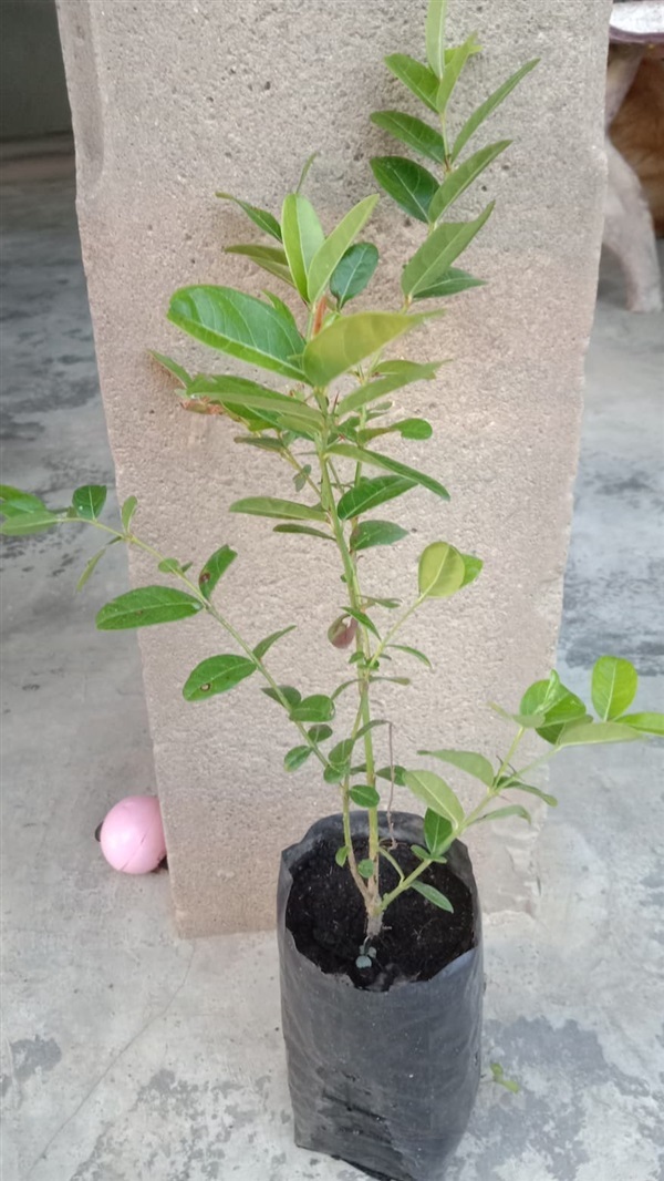 ต้นมะม่วงหาวมะนาวโห่ | บ้านสวนวิฑูรย์ - เมืองตรัง ตรัง