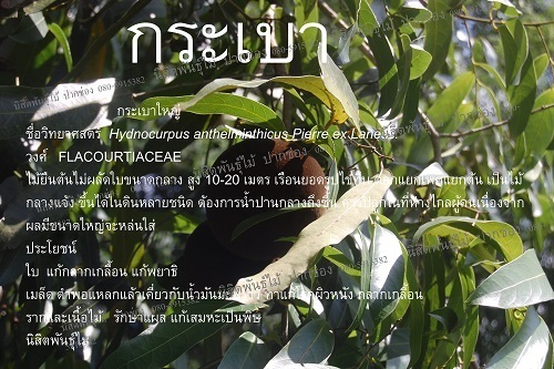 กระเบา | นิสิตพันธุ์ไม้ - ปากช่อง นครราชสีมา